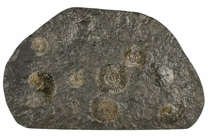 Dactylioceras Ammonite Cluster - Posidonia Shale, Germany #180421